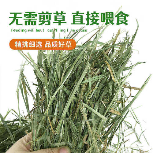 新草加拿大提摩西加提兔子龙猫