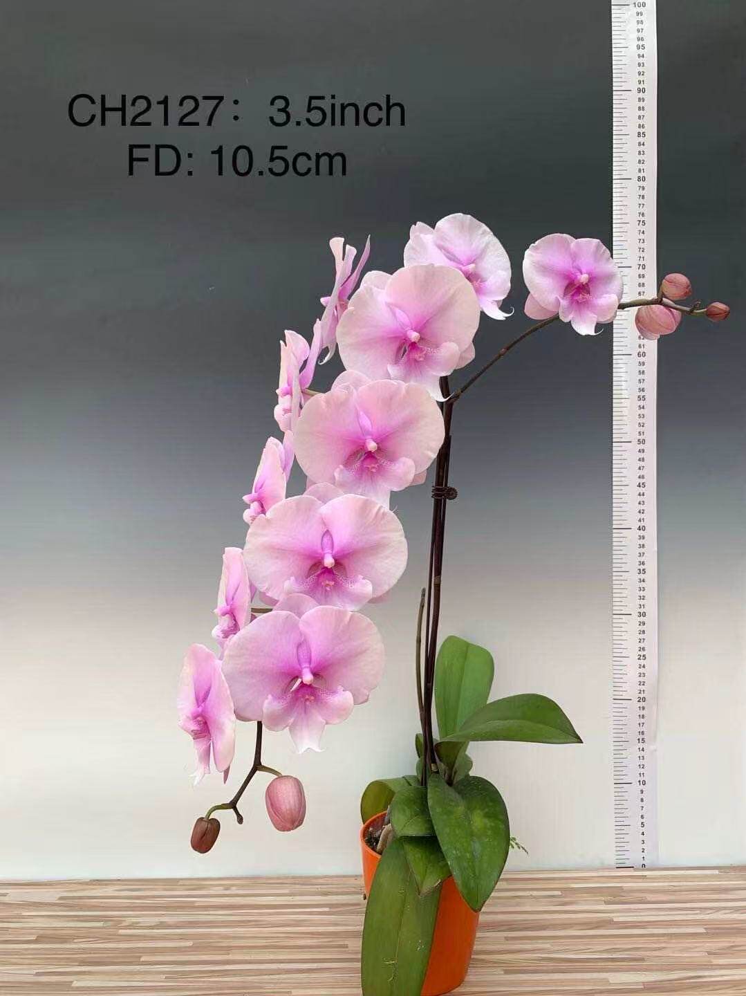 西安卉杉蝴蝶兰中苗当年开花2.5寸2.8寸或3寸仅是苗满39包邮