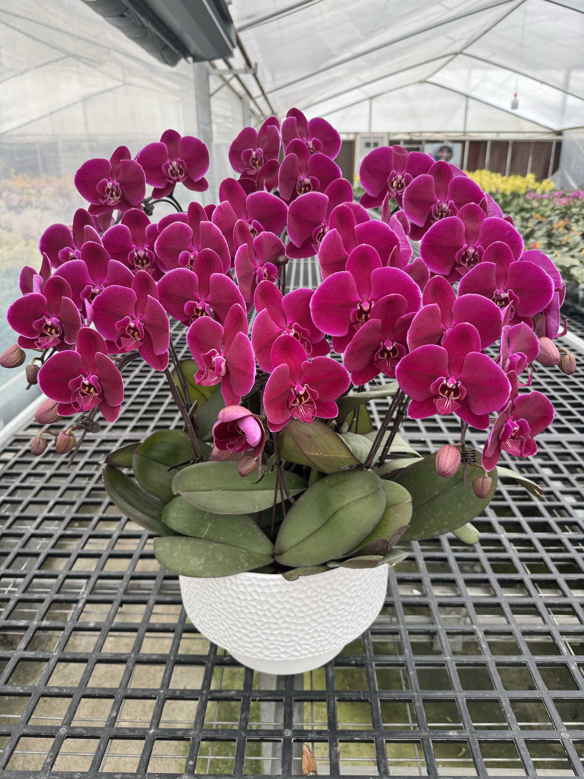 西安蝴蝶兰盆栽新年乔迁婚礼生日贺礼春节送顾客送领导