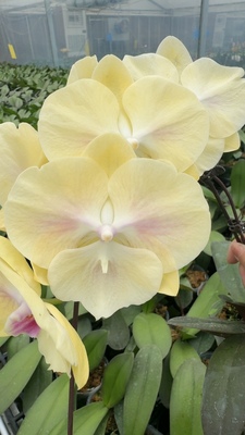 西安卉杉蝴蝶兰基地直发台湾新品39元包邮当年开花