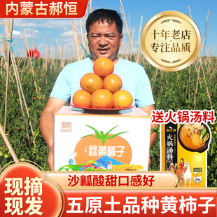 大黄柿子内蒙五原黄色西红柿现摘番茄水果铁皮碱地柿子生吃番茄