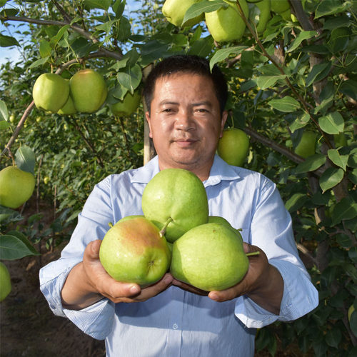早酥梨内蒙古河套早熟梨苹果梨