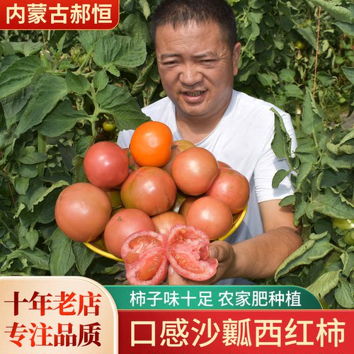 内蒙古水果西红柿口感好吃沙瓤