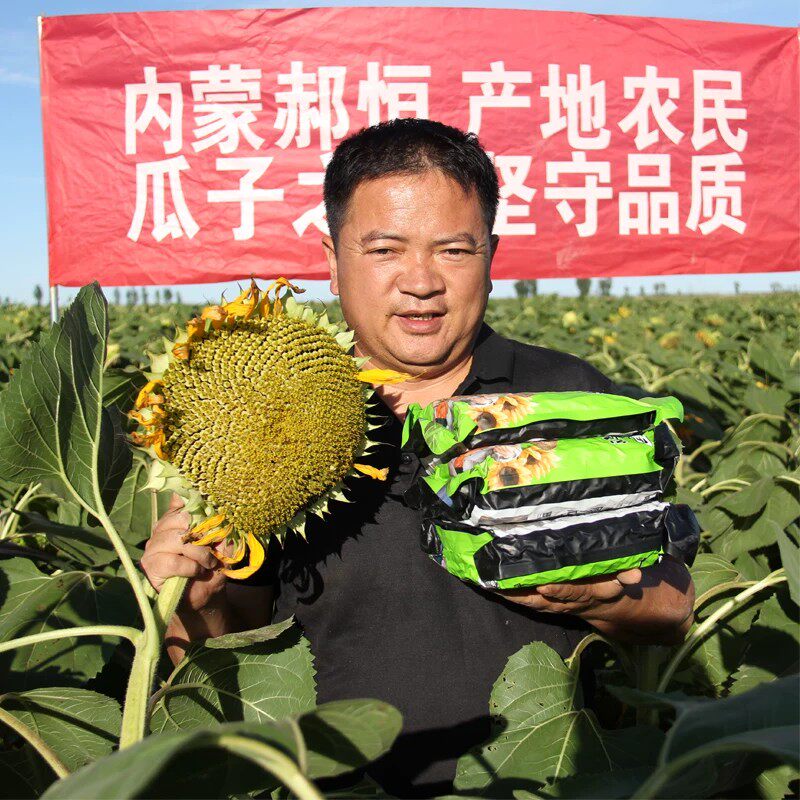 内蒙美人心葵花籽 现炒原味薄皮精品特大油葵子毛磕小花葵生瓜子