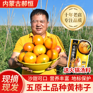 内蒙五原大黄柿子土品种沙瓤新鲜蔬菜当季自然熟生吃水果老黄番茄