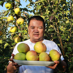 内蒙特产河套苹果梨净重8斤包邮巴盟霜后苹果梨新鲜孕妇水果甜脆