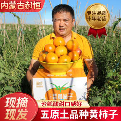 内蒙五原黄色西红柿大黄柿子内蒙特产黄番茄铁皮柿子新鲜水果6斤