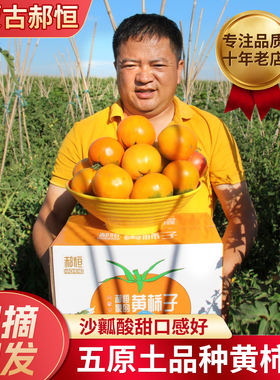 内蒙五原黄色西红柿大黄柿子内蒙特产黄番茄铁皮柿子新鲜水果6斤