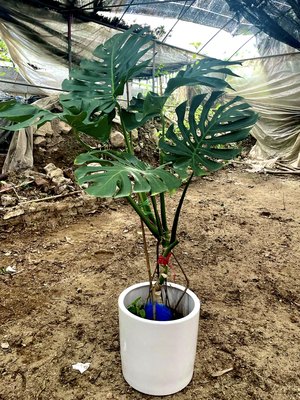 龟背竹老桩大型植物北欧风家居绿植室内客厅净化空气除甲醛四季青