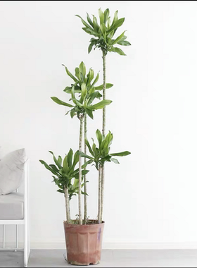 螺纹铁盆栽造型步步高室内植物