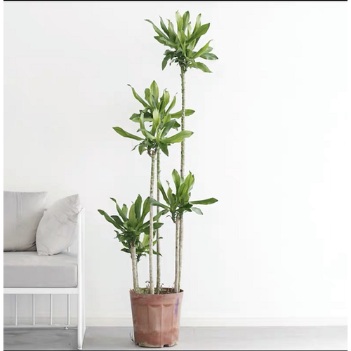螺纹铁盆栽造型步步高室内植物