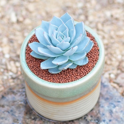 多肉植物多肉蓝鸟蓝石莲蓝苹果肉肉花卉绿植