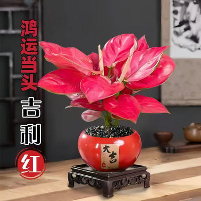 水培植物吉利红中国红盆栽室内办公室好养桌面水养如意观叶绿植
