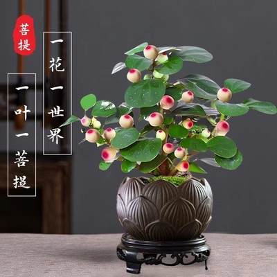 小盼菩提树带果盆景盆栽植物室内小叶菩提禅意摆件办公室桌面茶桌