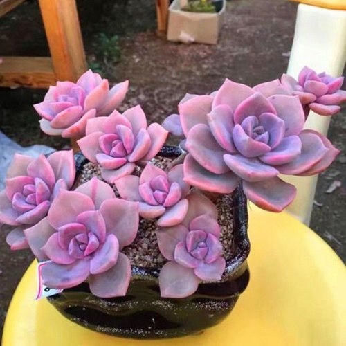 紫乐多肉老桩盆栽植物阳台庭院窗台露天新手好养简单好活肉肉