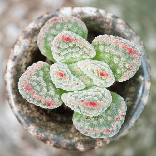 火星兔子多肉植物办公桌面绿植花卉组合室内迷你盆栽新手好养活