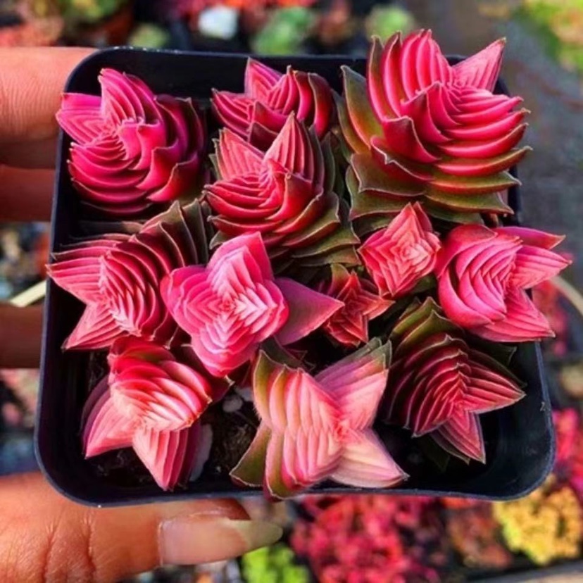 茜之塔群生多头多肉植物办公桌面肉肉迷你绿植盆栽花卉