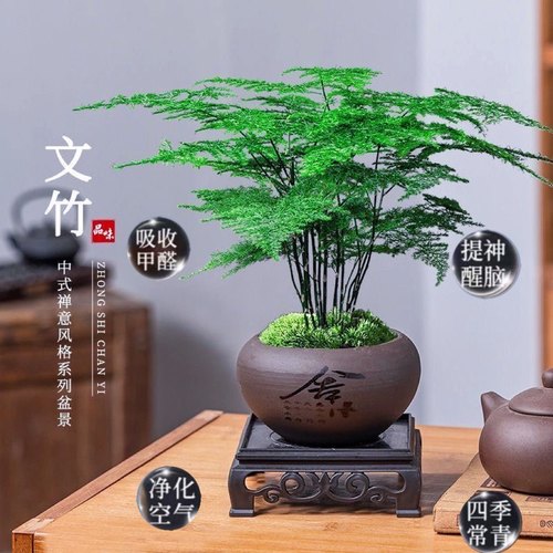 精品文竹老桩盆栽中式禅意风格四季好养室内办公室摆件盆景