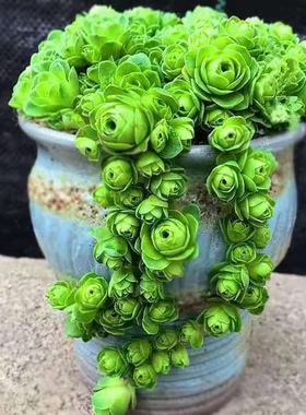 山地玫瑰多肉植物水蜜桃玫瑰耶罗鸡蛋酒杯玫瑰办公室内盆栽