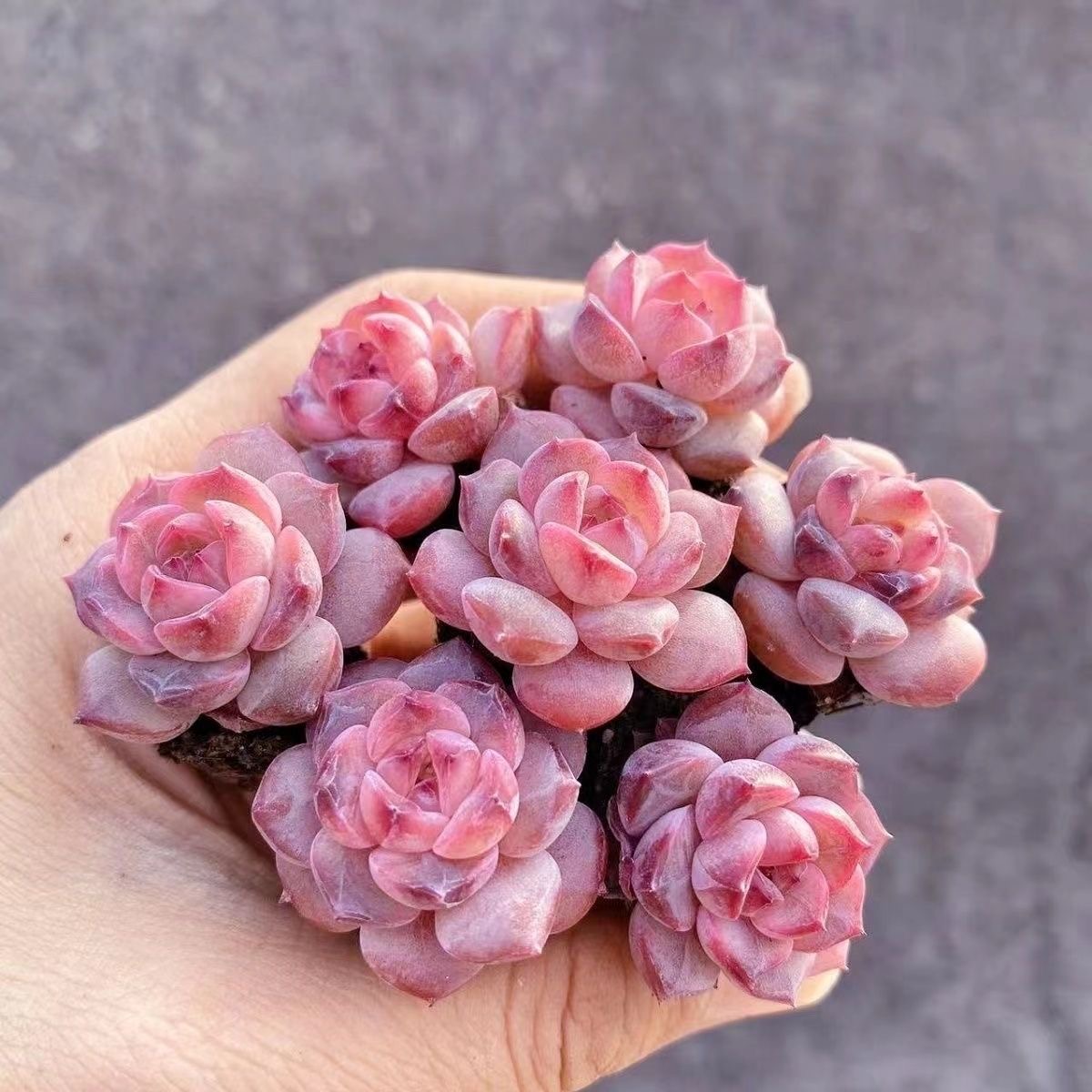 超迷你多肉植物草莓果酱组合套餐糖心肉肉植物新手好养阳台小盆栽