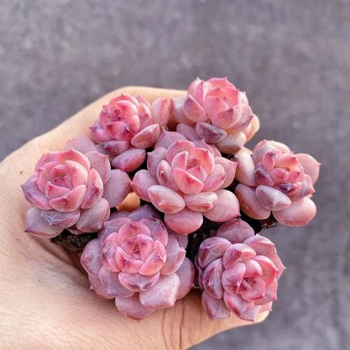 超迷你多肉植物草莓果酱组合套餐糖心肉肉植物新手好养阳台小盆栽