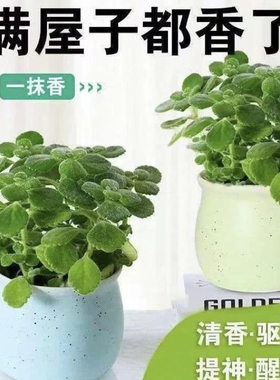 碰碰香一香抹室内盆栽绿植可食用客厅阳台驱蚊草多肉植物