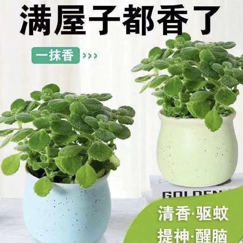 碰碰香一香抹室内盆栽绿植可食用客厅阳台驱蚊草多肉植物