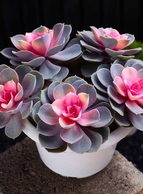 红心莲多肉植物彩虹紫珍珠花卉绿植室内阳台稀有盆栽办公室好养