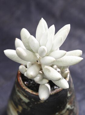 银月白雪公主多肉植物组合盆栽肉肉植物绿植花卉室内盆栽