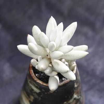 银月白雪公主多肉植物组合盆栽肉肉植物绿植花卉室内盆栽