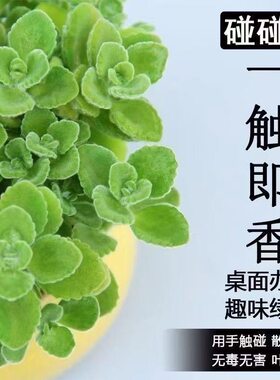 碰碰香一抹香办公室驱蚊防蚊植物净化空气室内外绿植桌面四季盆栽