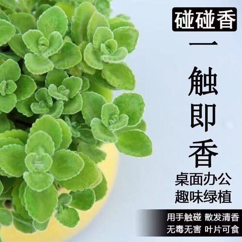 碰碰香一抹香办公室驱蚊防蚊植物净化空气室内外绿植桌面四季盆栽