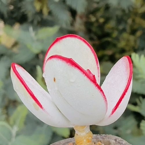 白眉多肉植物 贵货稀有品种超仙气肉肉阳台桌面办公室盆栽