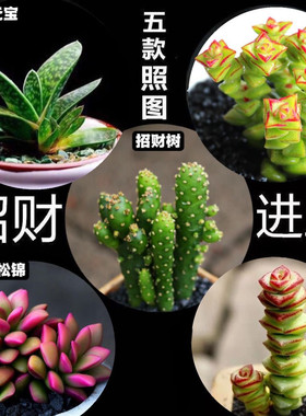 多肉盆栽自选招财组合吸财树钱串吹雪之松锦招财新手室内好养活