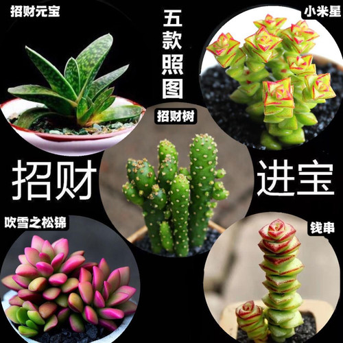 多肉盆栽自选招财组合吸财树钱串吹雪之松锦招财新手室内好养活