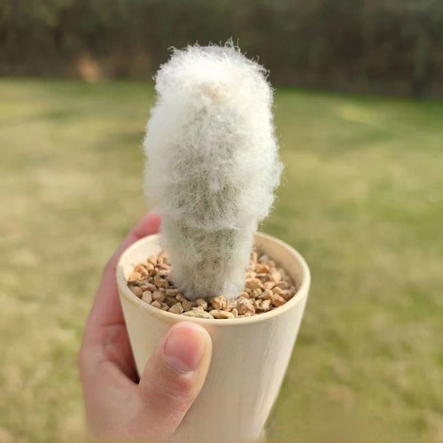 老乐柱仙人球幻乐柱白毛毛多肉植物白星可爱肉肉白雪光钢丝球白星