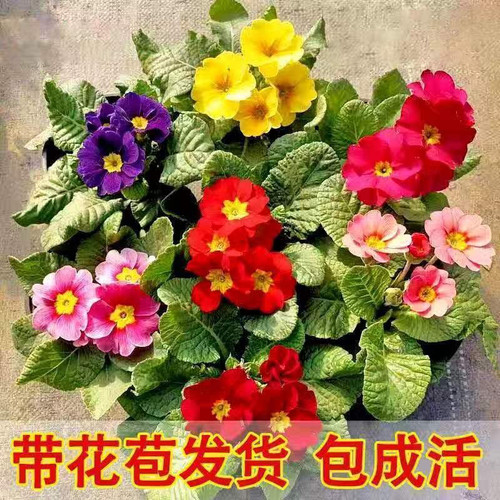 报春花欧洲报春玫瑰报春盆栽苗带花发货耐寒室内阳台花期长好养