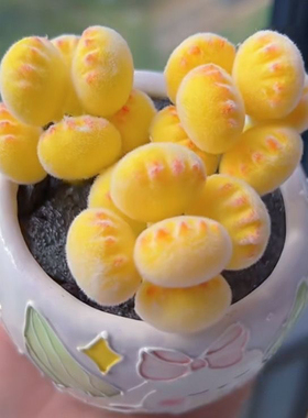 多肉熊爪植物童子可爱黄色饼干熊掌网红新款室内桌面超萌阳台盆栽