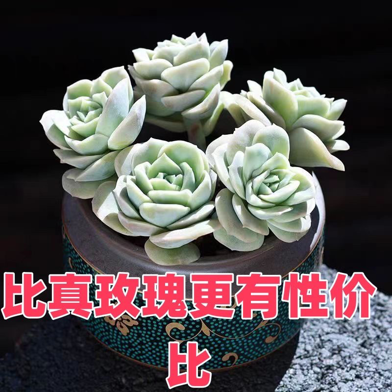 可爱玫瑰多肉植物盆栽阳台办公室高档正版新款花卉露天新手好养活,鲜花速递/花卉仿真/绿植园艺,多肉植物,淘宝优惠券,粉丝福利购,淘宝优惠卷