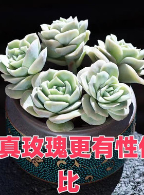 可爱玫瑰多肉植物盆栽阳台办公室高档正版新款花卉露天新手好养活