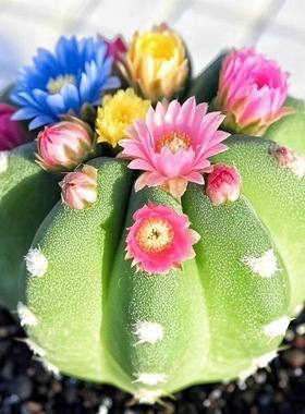 菱角短毛仙人球开花混色仙人掌多肉办公室好养懒人植物