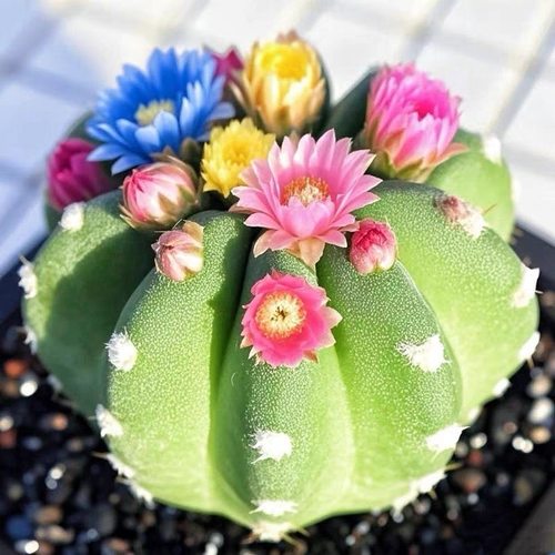菱角短毛仙人球开花混色仙人掌多肉办公室好养懒人植物