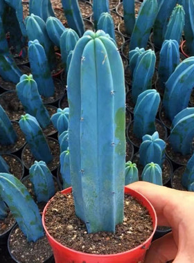 龙神木仙人柱量天尺仙人掌多肉植物客厅北欧室内好养盆栽