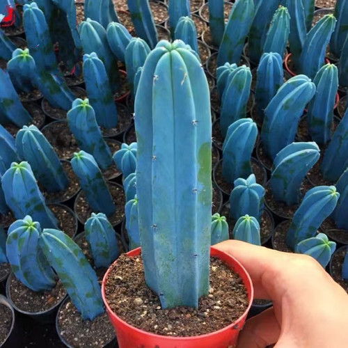 龙神木仙人柱量天尺仙人掌多肉植物客厅北欧室内好养盆栽