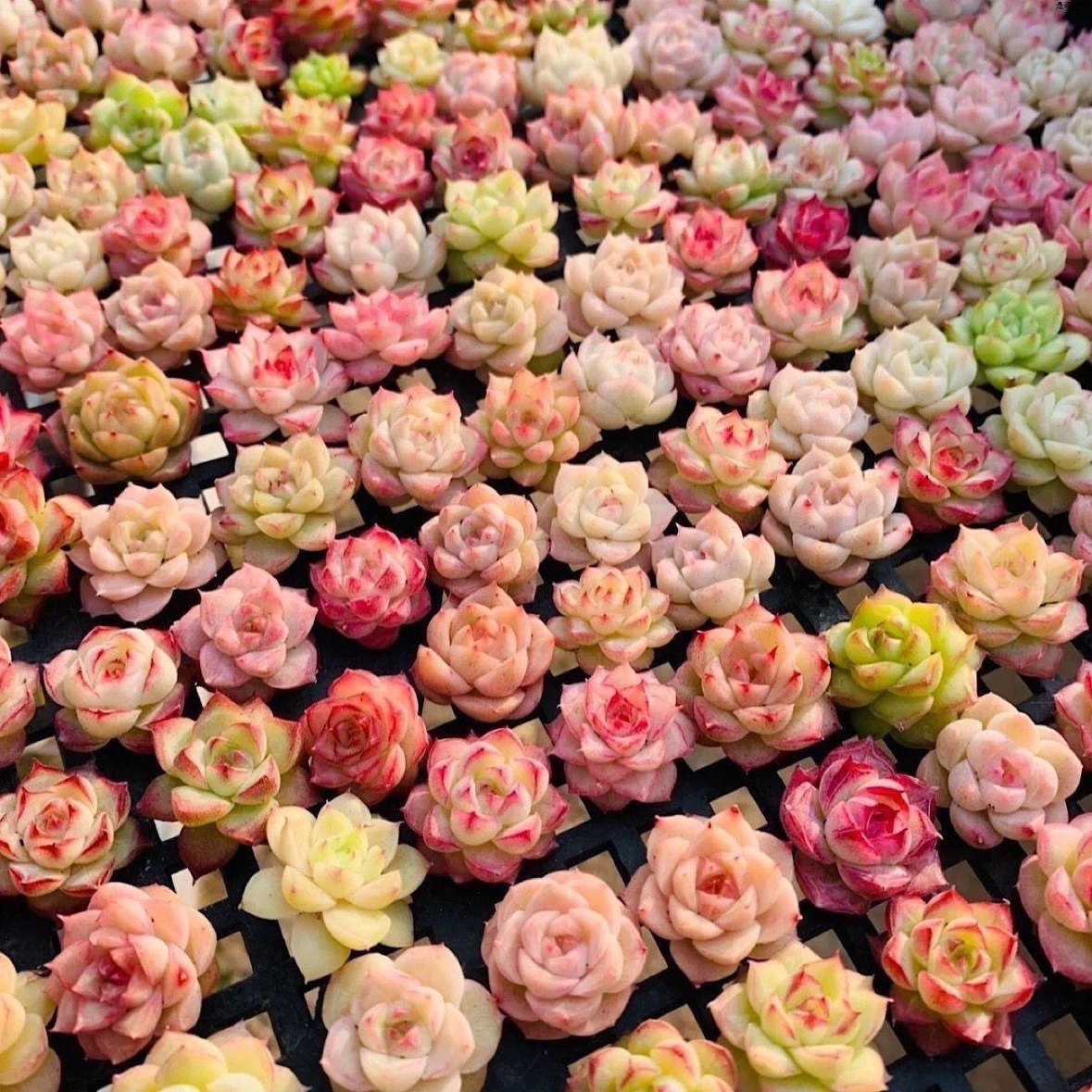 随机麦秆多肉盲盒精控暗纹边线高颜值新手推荐组合好养室内阳台,鲜花速递/花卉仿真/绿植园艺,多肉植物,淘宝优惠券,粉丝福利购,淘宝优惠卷