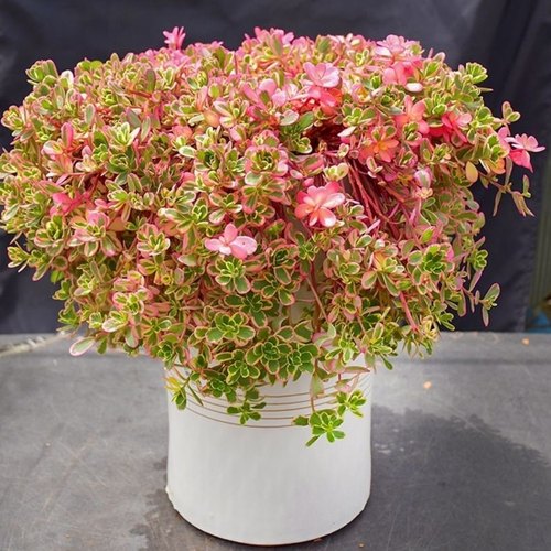 太阳花锦多肉植物 新手推荐马齿苋会开花 室内盆栽绿植花