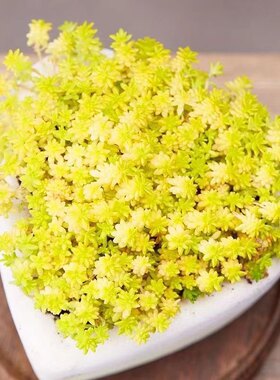 黄金万年草【精品】薄雪万年草多肉植物盆栽办公室阳台花卉绿植