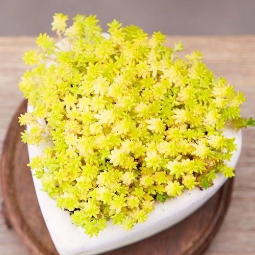 黄金万年草【精品】薄雪万年草多肉植物盆栽办公室阳台花卉绿植
