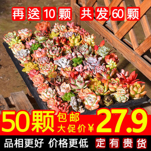 50颗多肉植物新手套餐多肉植物组合盆栽多肉花肉肉室内清仓品种多