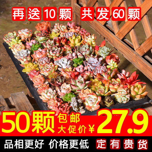 新手套餐组合盆栽品种多肉植物